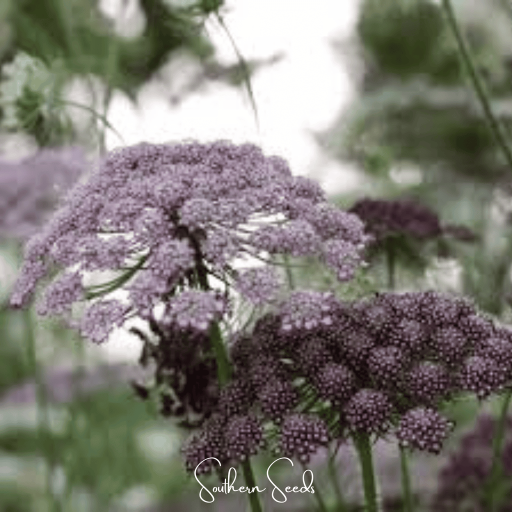 Chocolate Lace Queen Anne's Lace – 100 Seeds - Garden Gets