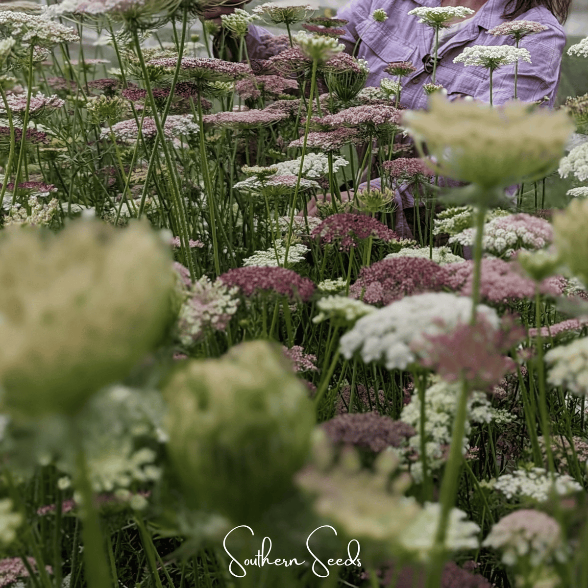 Chocolate Lace Queen Anne's Lace – 100 Seeds - Garden Gets
