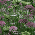 Chocolate Lace Queen Anne's Lace – 100 Seeds - Garden Gets