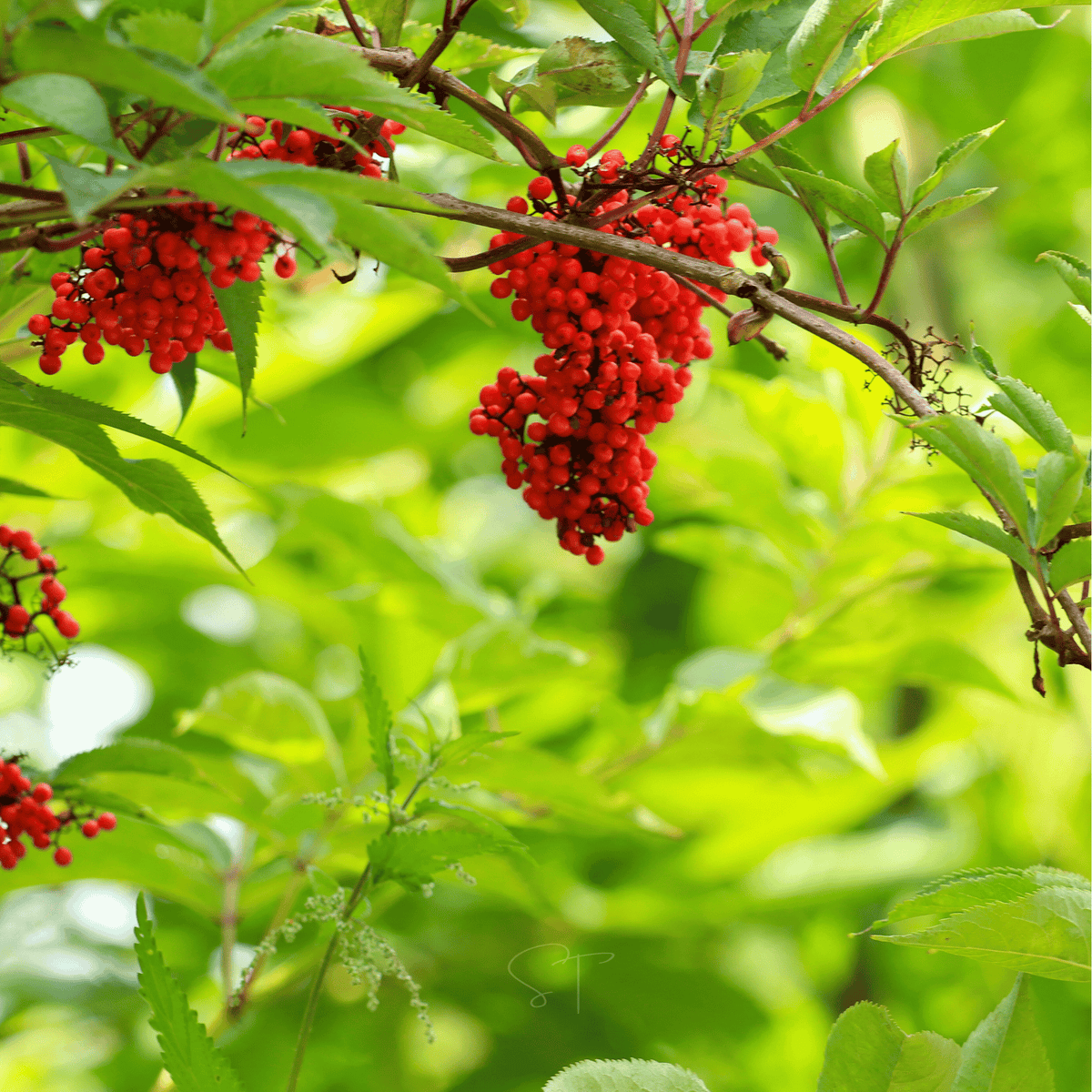 Red Elderberry – 50 Seeds - Garden Gets