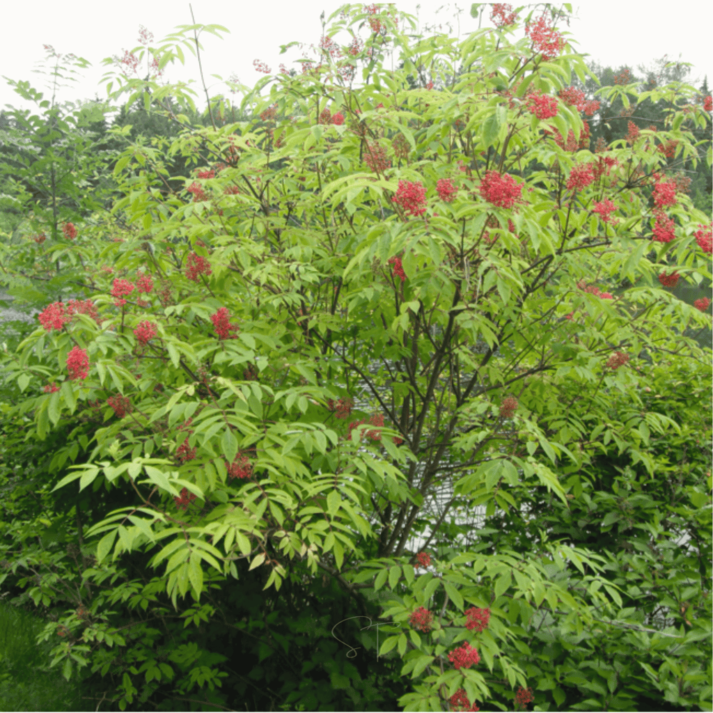 Red Elderberry – 50 Seeds - Garden Gets