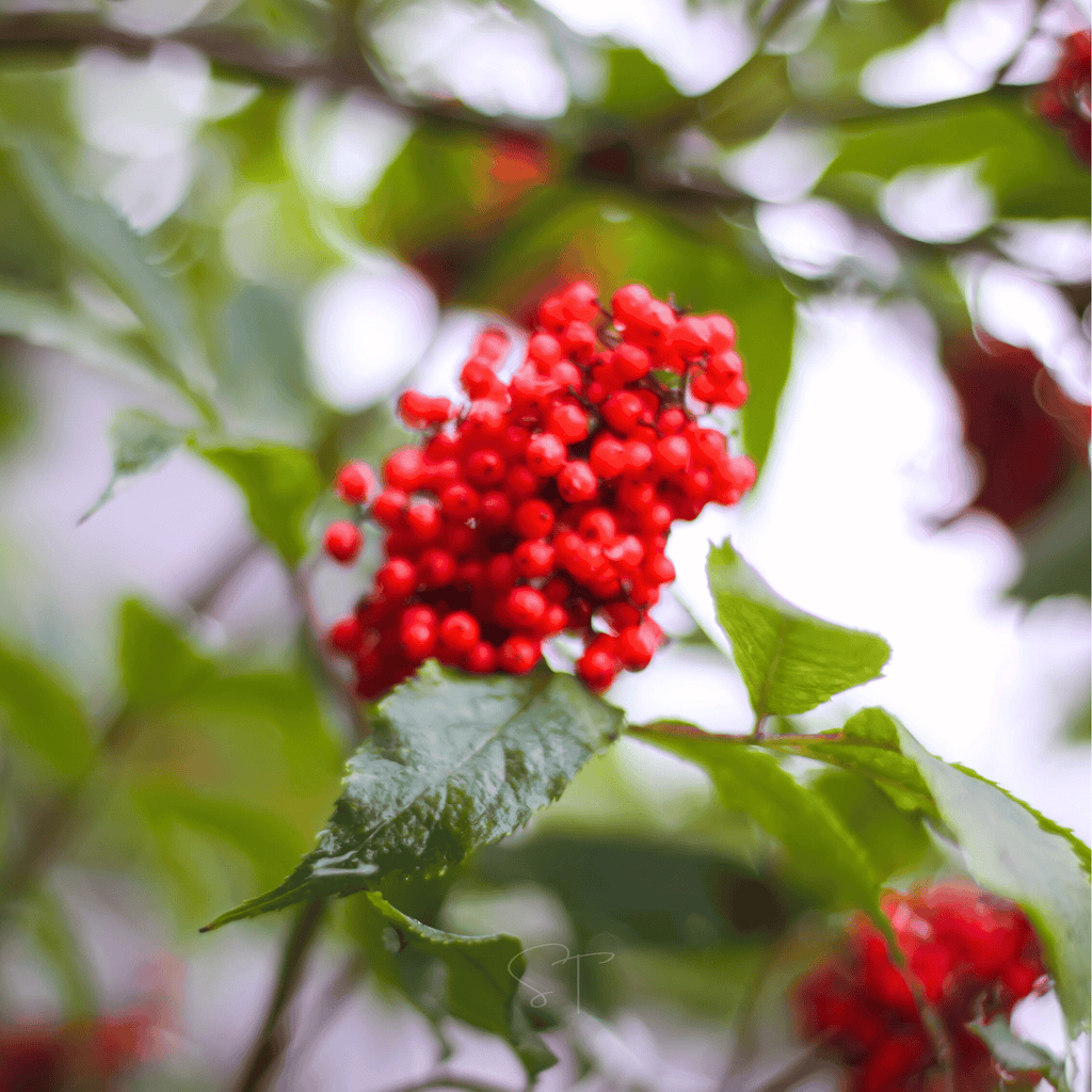 Red Elderberry – 50 Seeds - Garden Gets