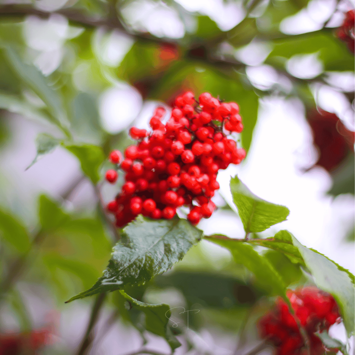 Red Elderberry – 50 Seeds - Garden Gets