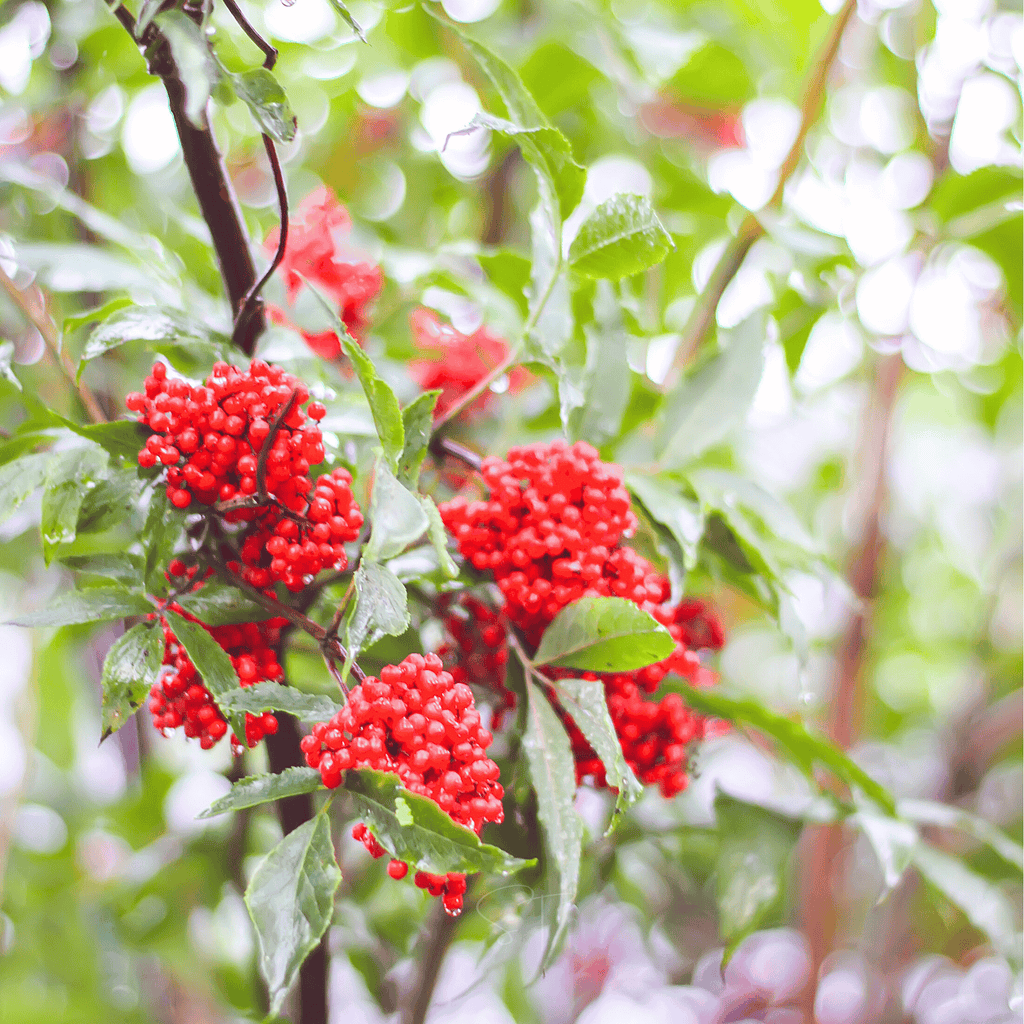 Red Elderberry – 50 Seeds - Garden Gets