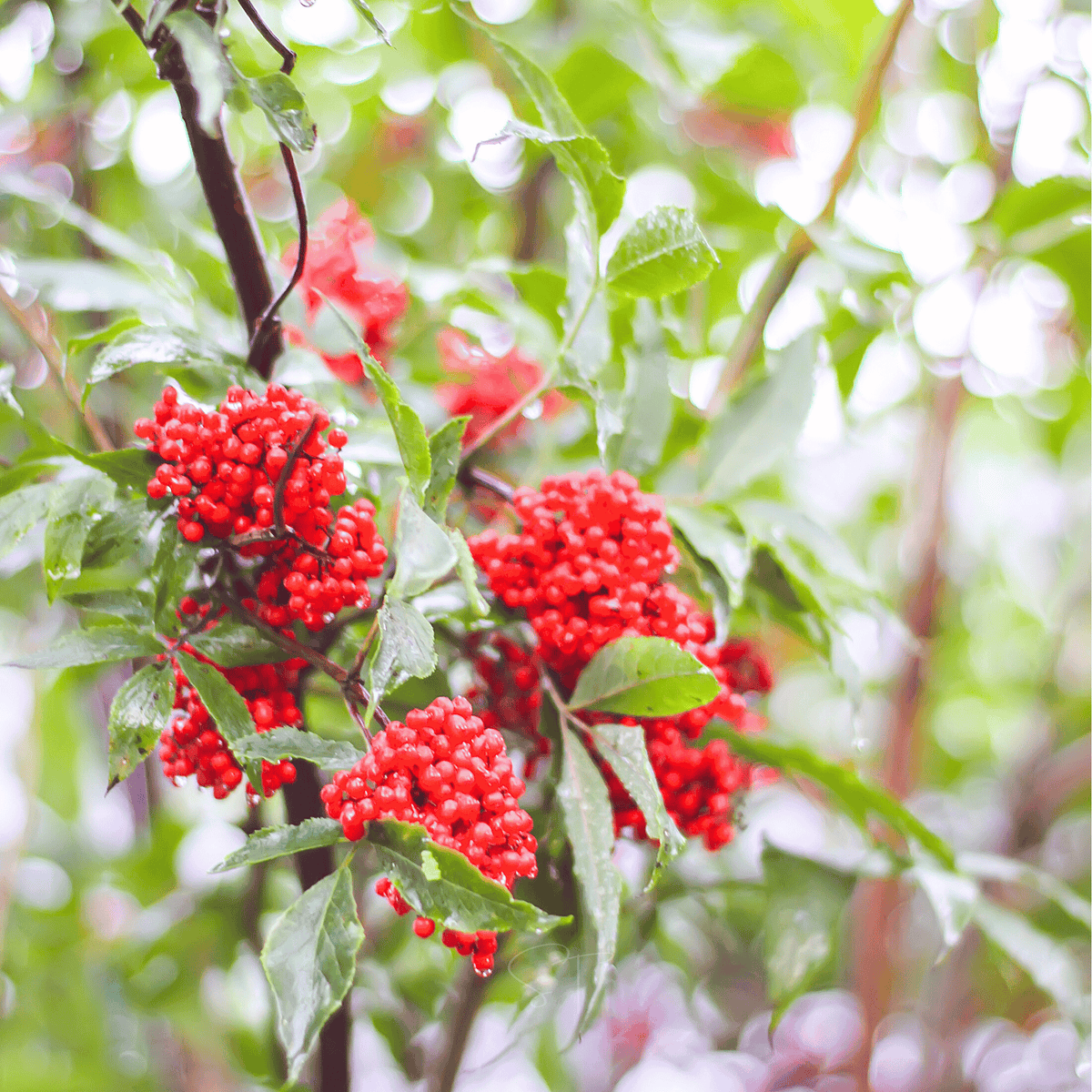Red Elderberry – 50 Seeds - Garden Gets