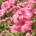 Loveliness Rose Mallow – 50 Seeds - Garden Gets