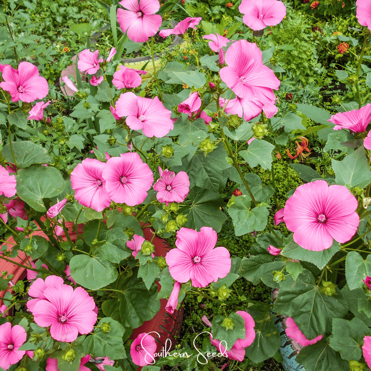 Loveliness Rose Mallow – 50 Seeds - Garden Gets