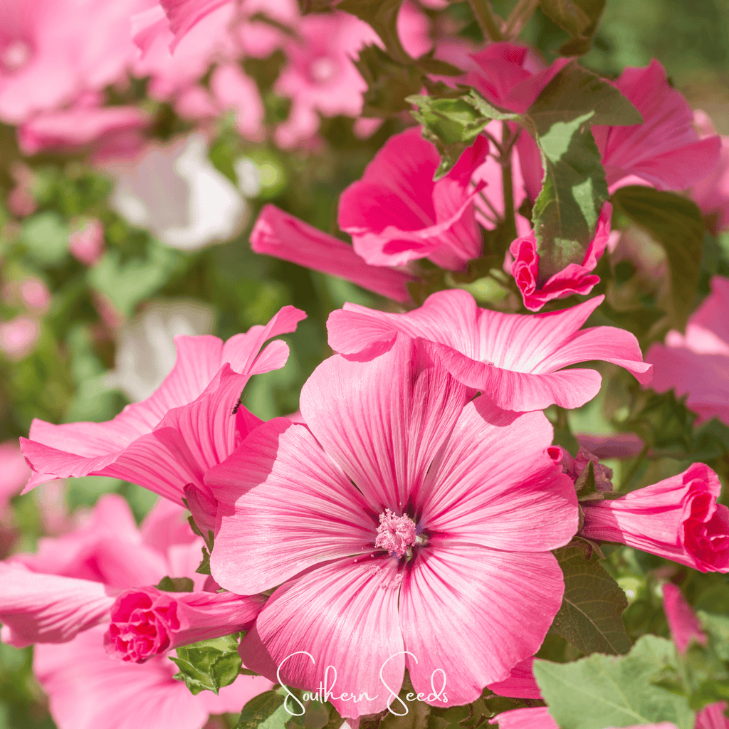 Loveliness Rose Mallow – 50 Seeds - Garden Gets