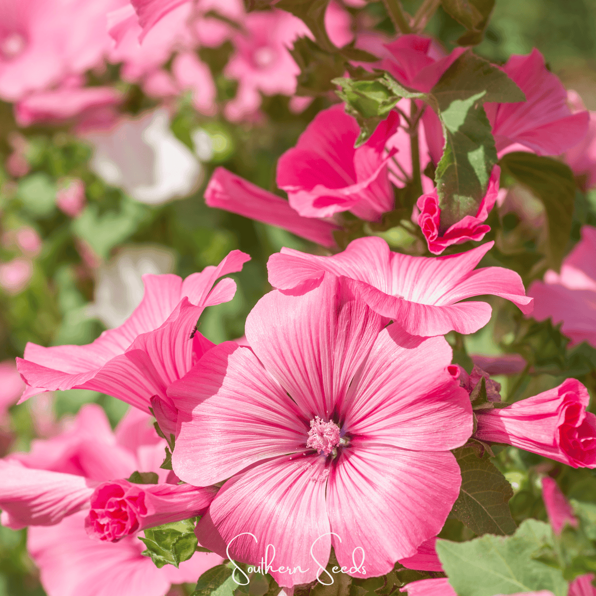Loveliness Rose Mallow – 50 Seeds - Garden Gets