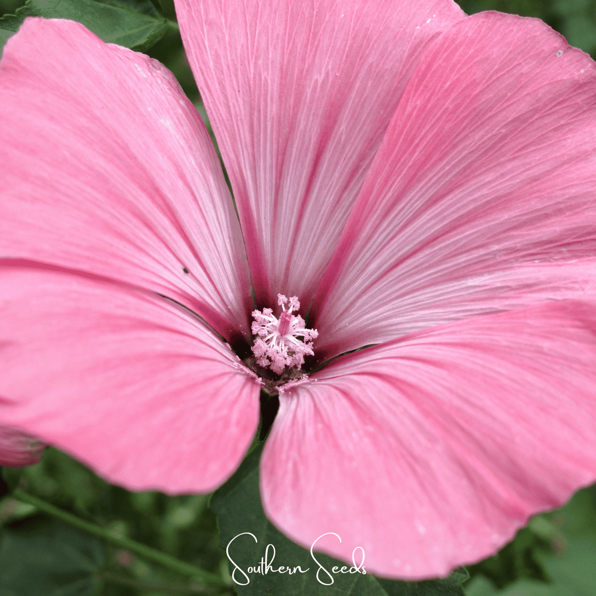 Loveliness Rose Mallow – 50 Seeds - Garden Gets