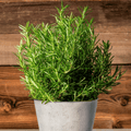 Rosemary – 50 Seeds - Garden Gets