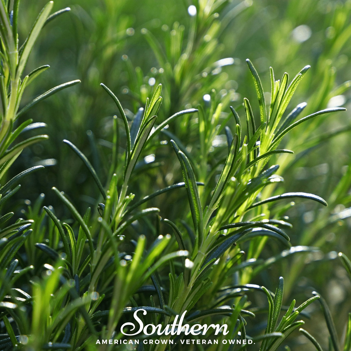 Rosemary – 50 Seeds - Garden Gets