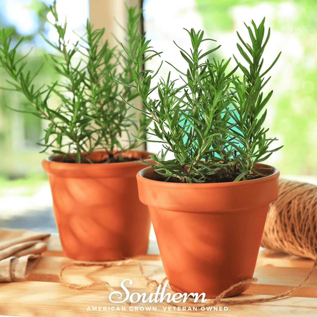 Rosemary – 50 Seeds - Garden Gets