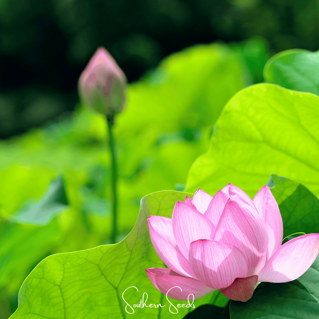 Sacred Lotus (Bonsai) - 5 Seeds - Garden Gets