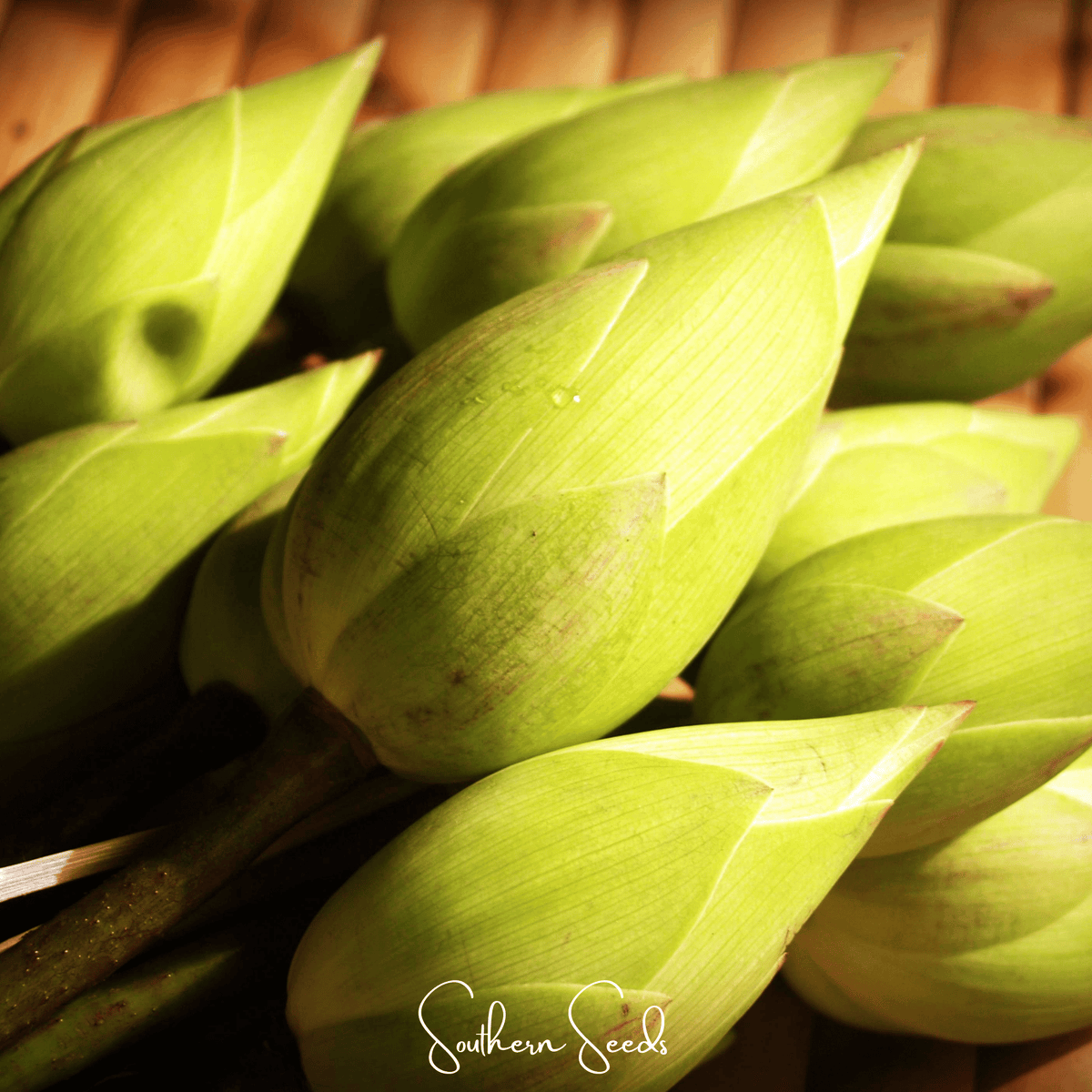 Sacred Lotus (Bonsai) - 5 Seeds - Garden Gets