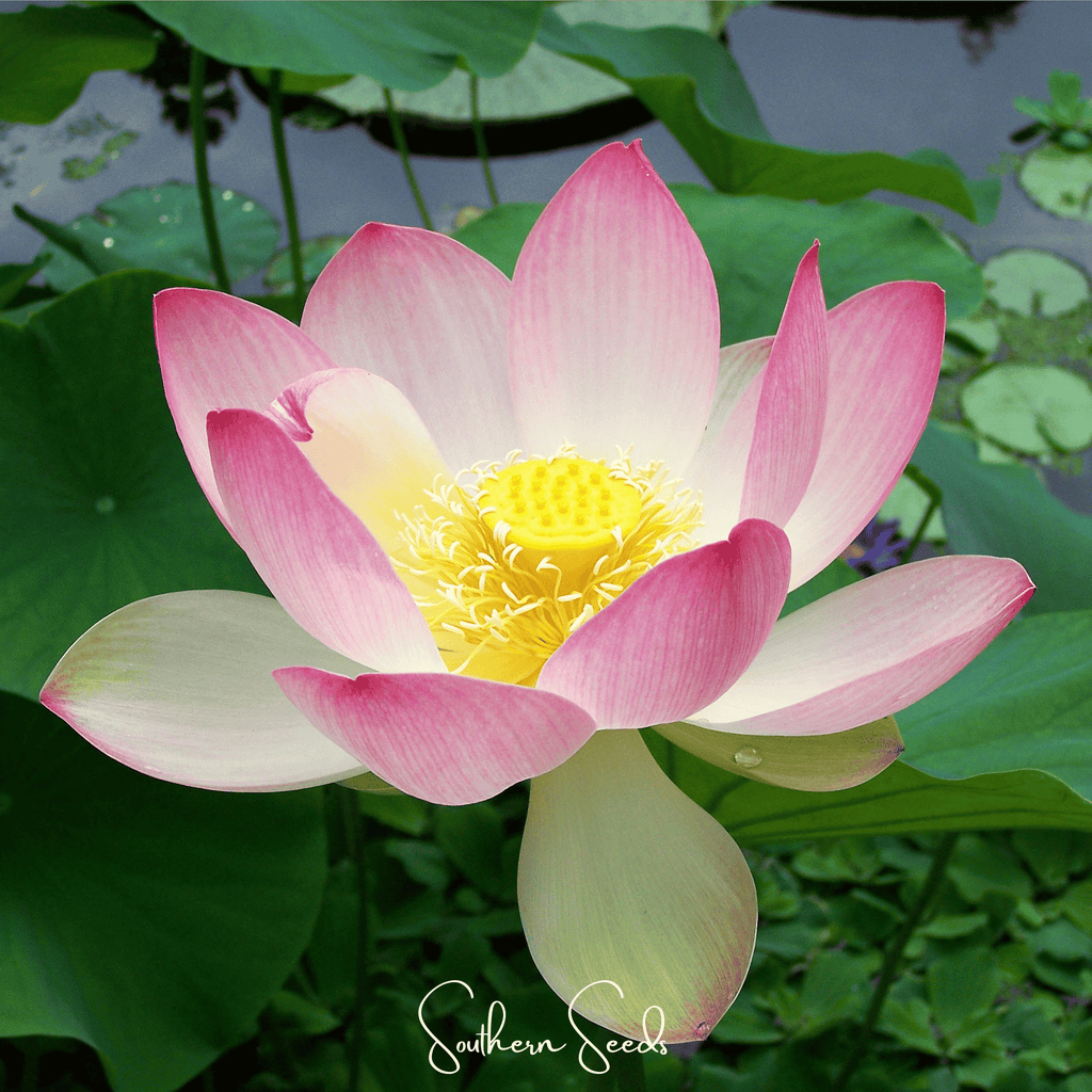 Sacred Lotus (Bonsai) - 5 Seeds - Garden Gets