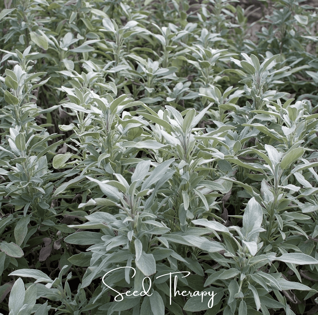 White Sage – 50 Seeds - Garden Gets