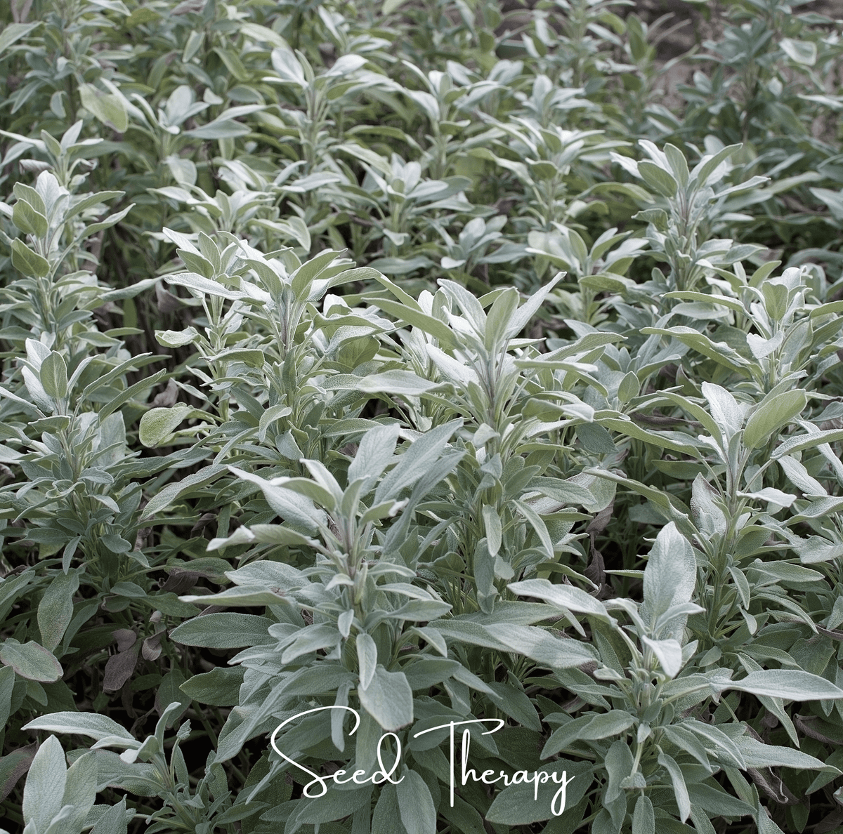 White Sage – 50 Seeds - Garden Gets