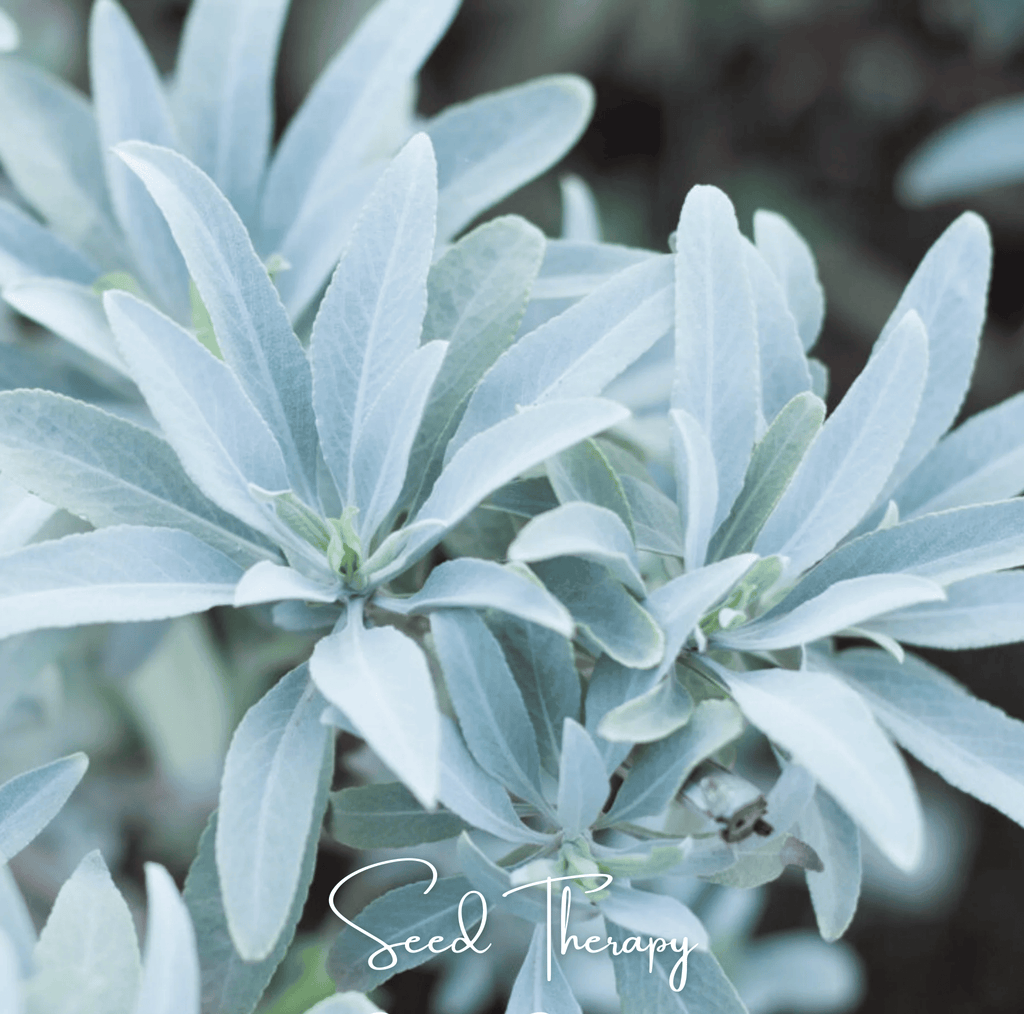 White Sage – 50 Seeds - Garden Gets