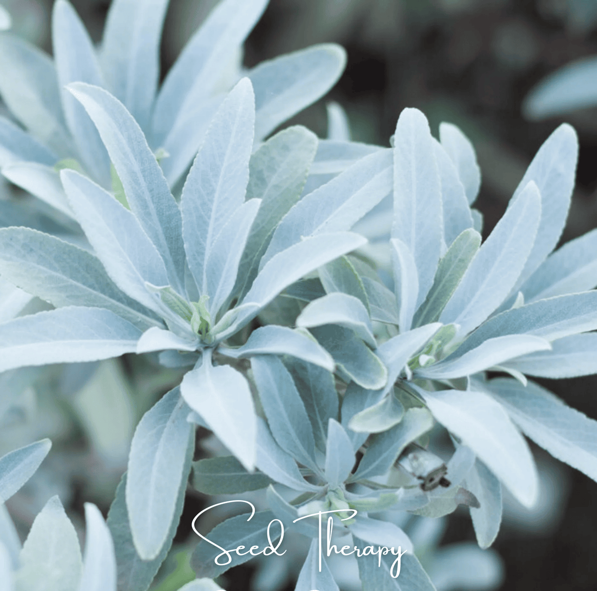 White Sage – 50 Seeds - Garden Gets