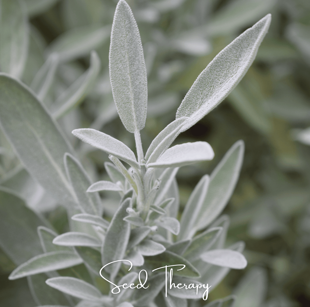 White Sage – 50 Seeds - Garden Gets