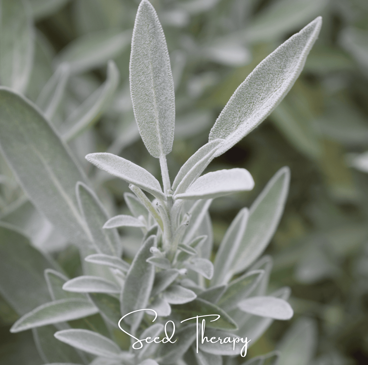 White Sage – 50 Seeds - Garden Gets