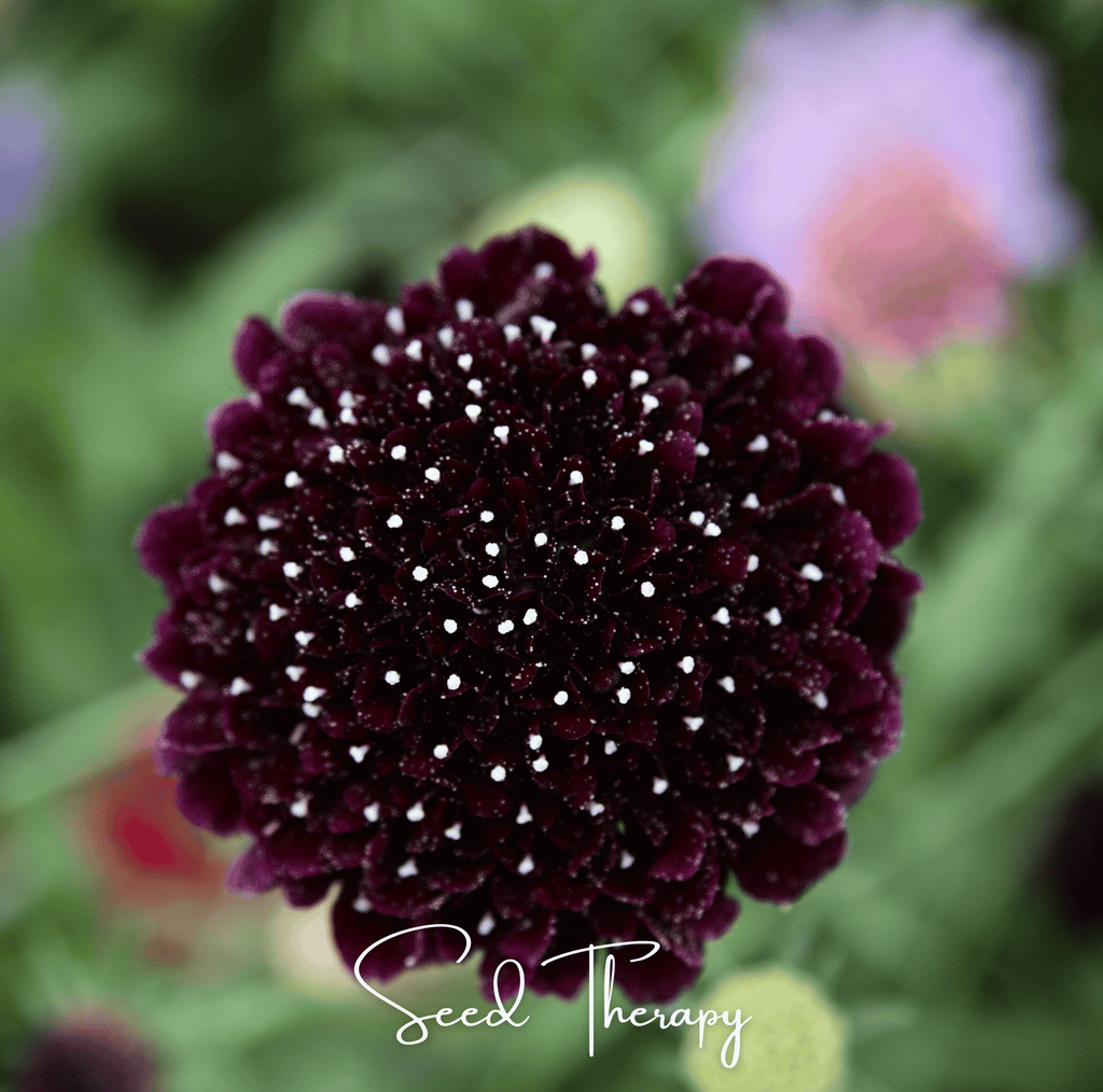 Black Knight Scabiosa – 30 Seeds - Garden Gets