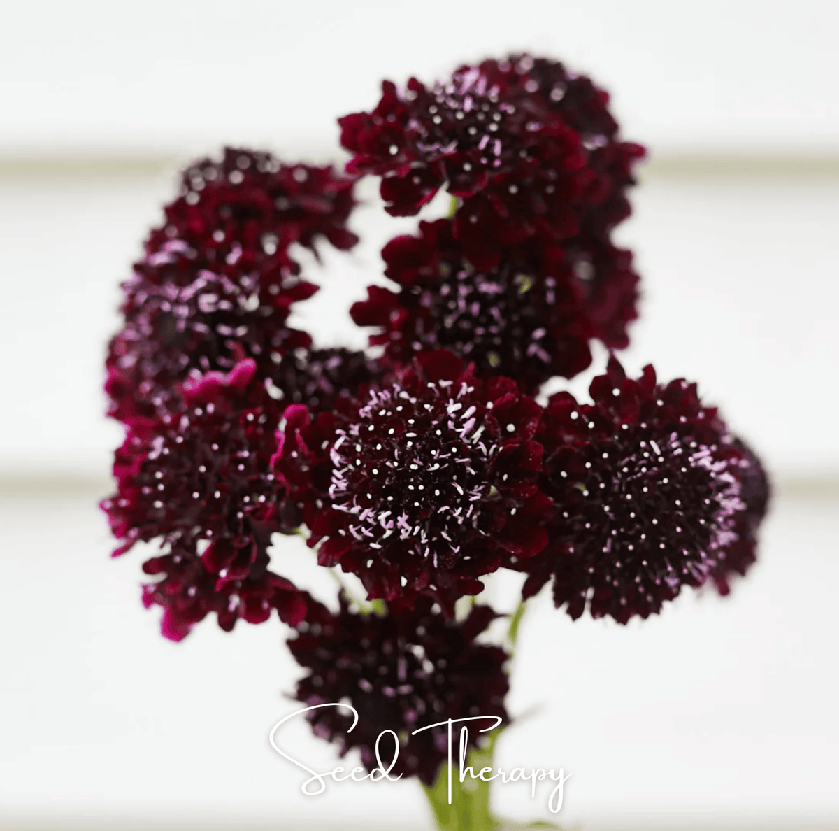 Black Knight Scabiosa – 30 Seeds - Garden Gets