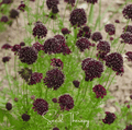 Black Knight Scabiosa – 30 Seeds - Garden Gets
