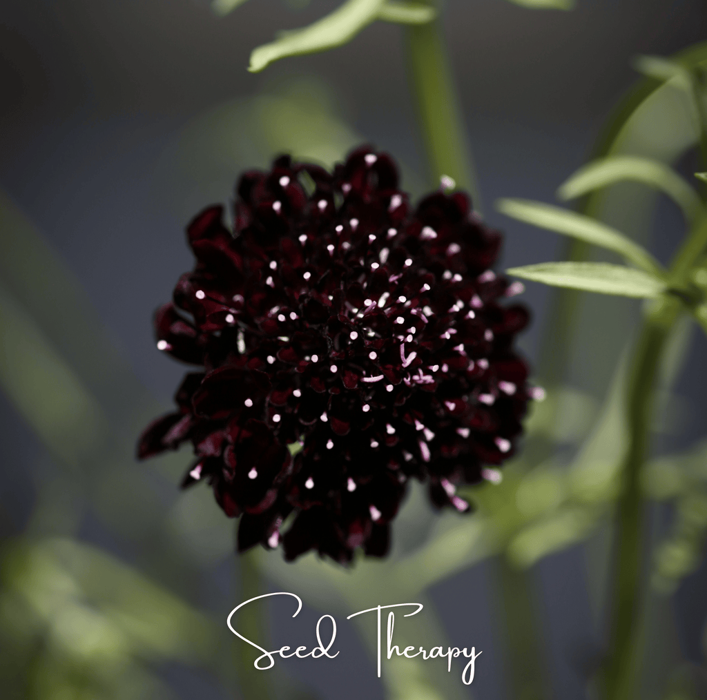 Black Knight Scabiosa – 30 Seeds - Garden Gets