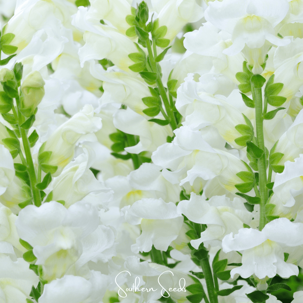 Snowflake Snapdragon (Antirrhinum majus) – 200 Seeds - Garden Gets