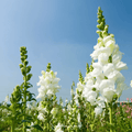 Snowflake Snapdragon (Antirrhinum majus) – 200 Seeds - Garden Gets