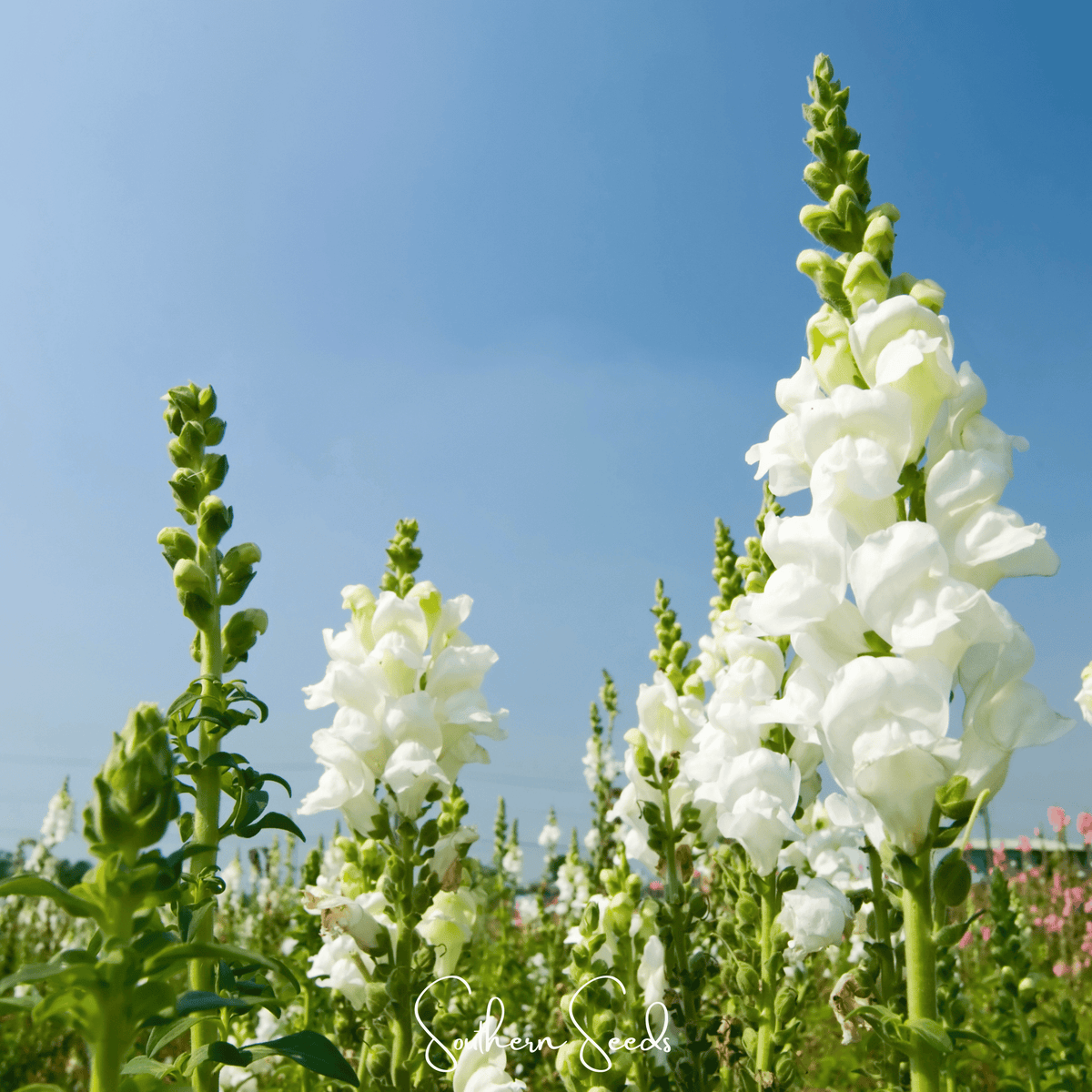 Snowflake Snapdragon (Antirrhinum majus) – 200 Seeds - Garden Gets