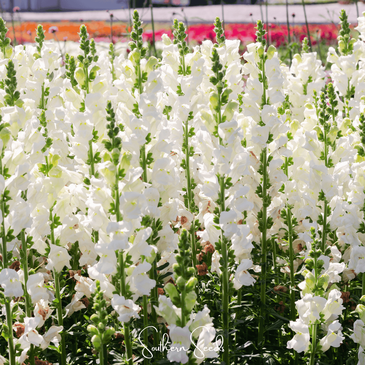 Snowflake Snapdragon (Antirrhinum majus) – 200 Seeds - Garden Gets
