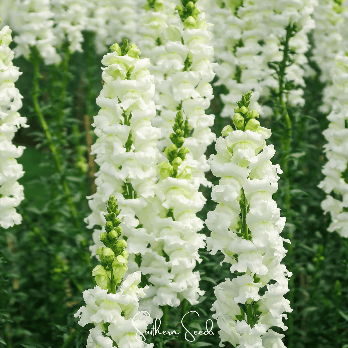 Snowflake Snapdragon (Antirrhinum majus) – 200 Seeds - Garden Gets