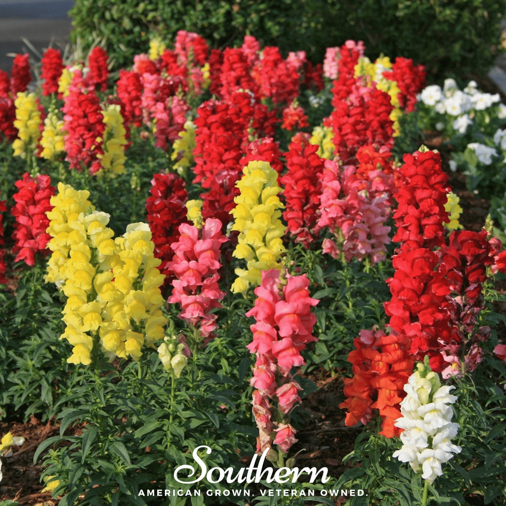 Tetra Snapdragon Mix – 200 Seeds - Garden Gets
