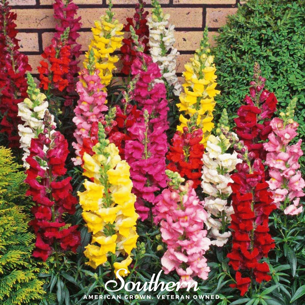 Tetra Snapdragon Mix – 200 Seeds - Garden Gets