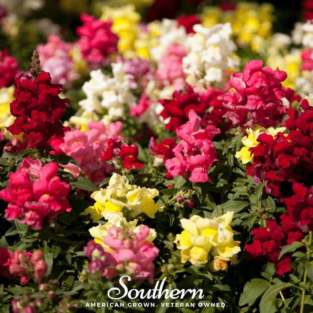 Tetra Snapdragon Mix – 200 Seeds - Garden Gets