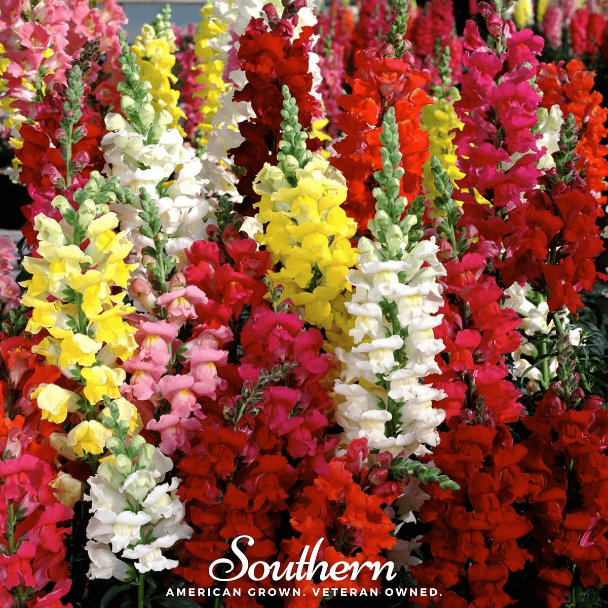 Tetra Snapdragon Mix – 200 Seeds - Garden Gets