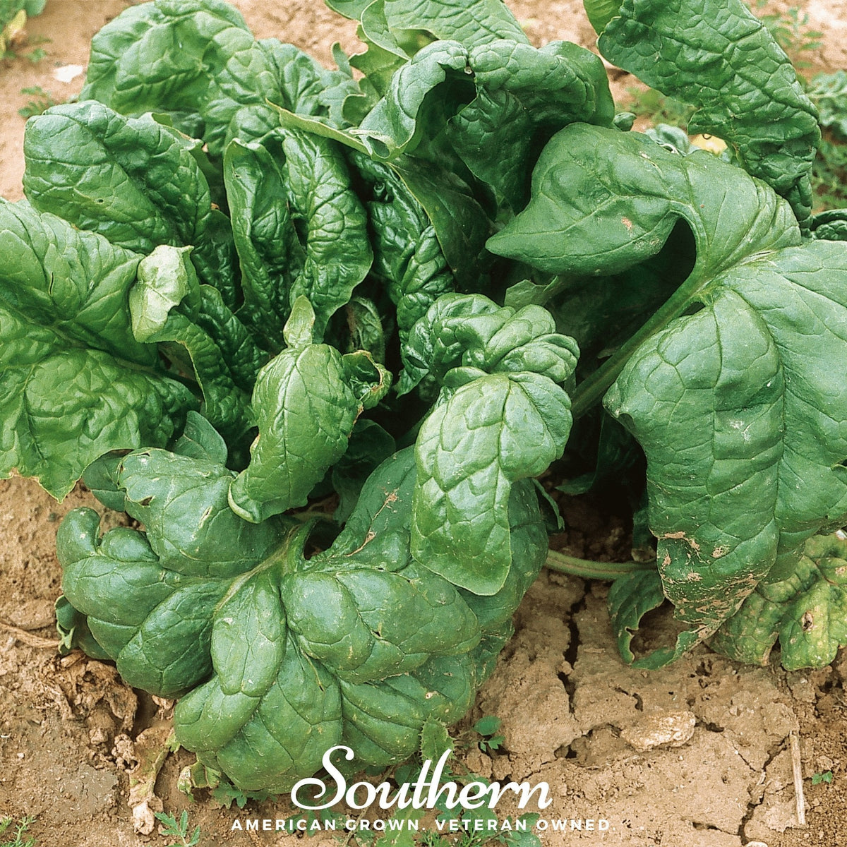Giant Noble Spinach – 150 Seeds - Garden Gets