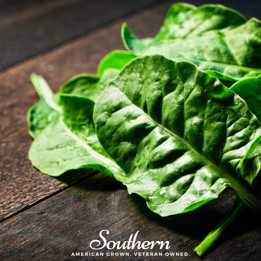 Giant Noble Spinach – 150 Seeds - Garden Gets