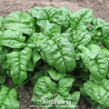 Giant Noble Spinach – 150 Seeds - Garden Gets