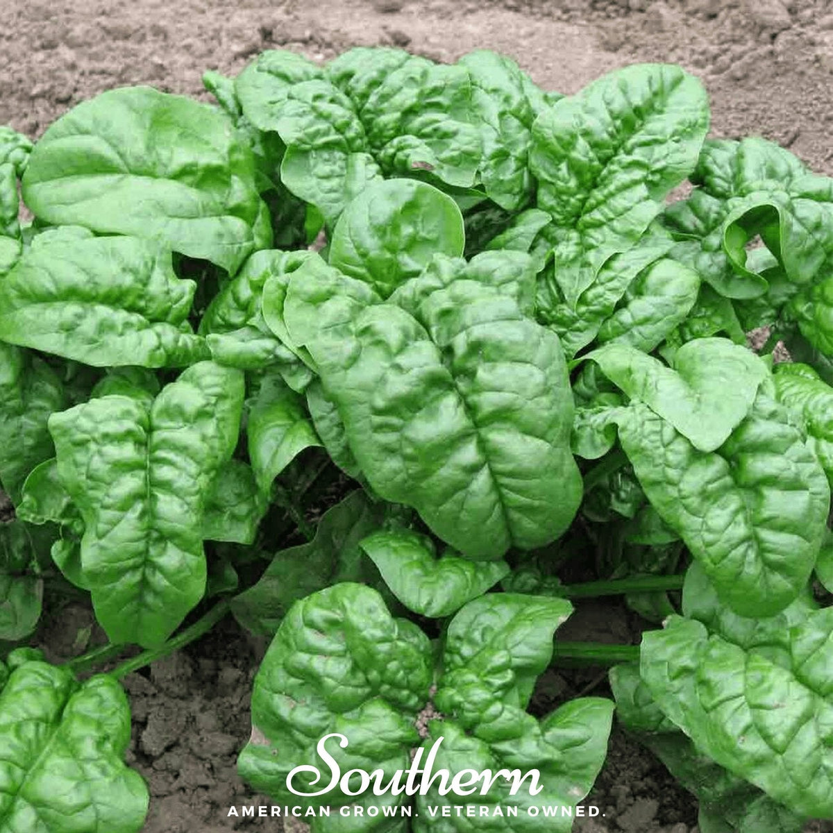 Giant Noble Spinach – 150 Seeds - Garden Gets