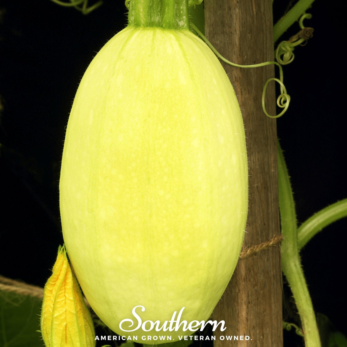 Spaghetti Winter Squash – 20 Seeds - Garden Gets