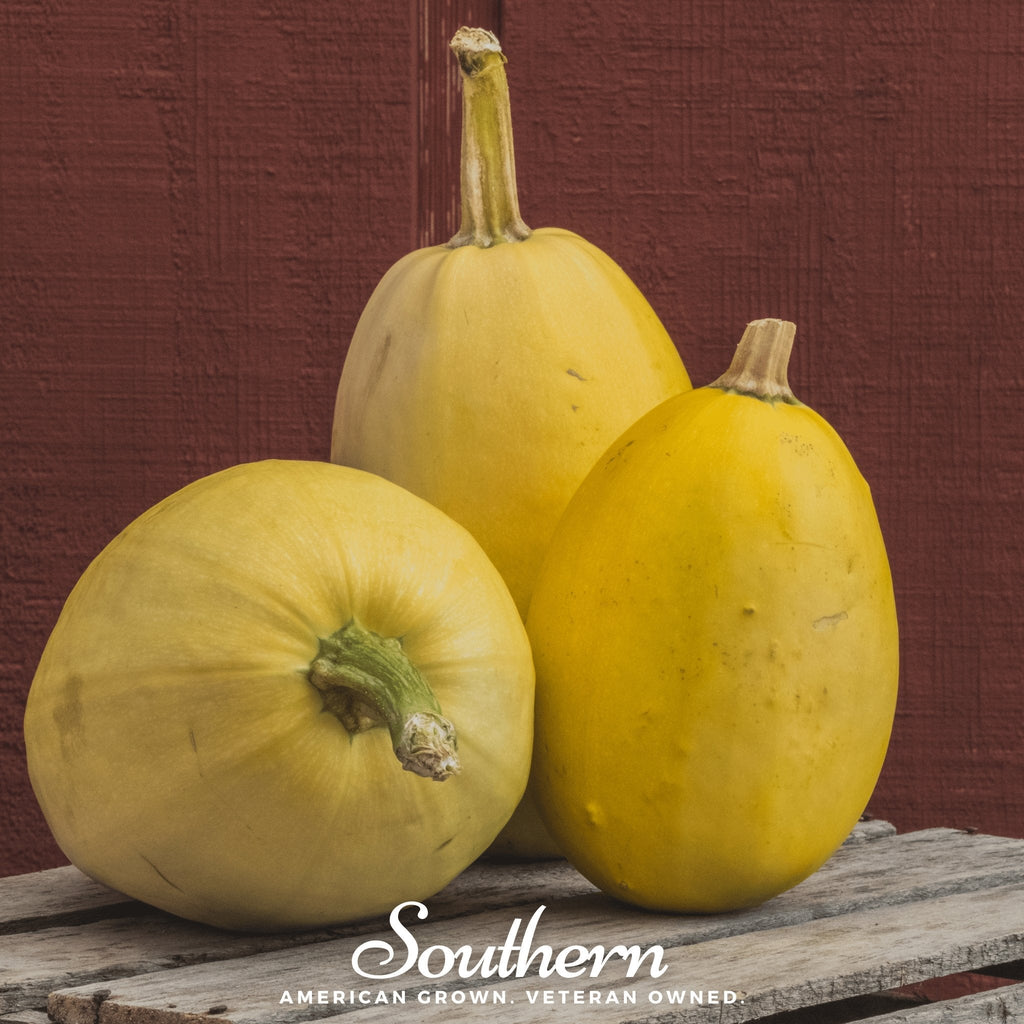 Spaghetti Winter Squash – 20 Seeds - Garden Gets