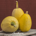 Spaghetti Winter Squash – 20 Seeds - Garden Gets