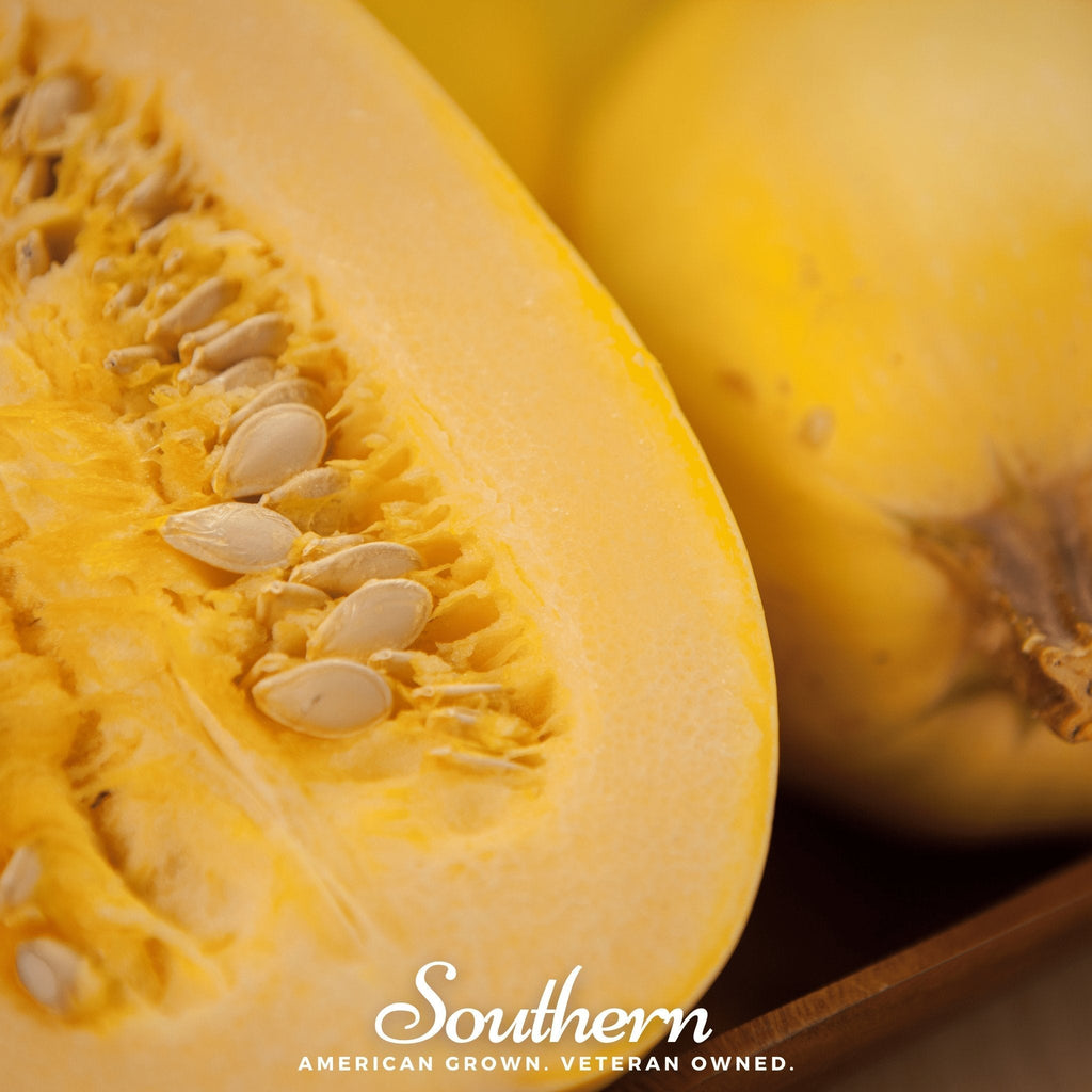 Spaghetti Winter Squash – 20 Seeds - Garden Gets