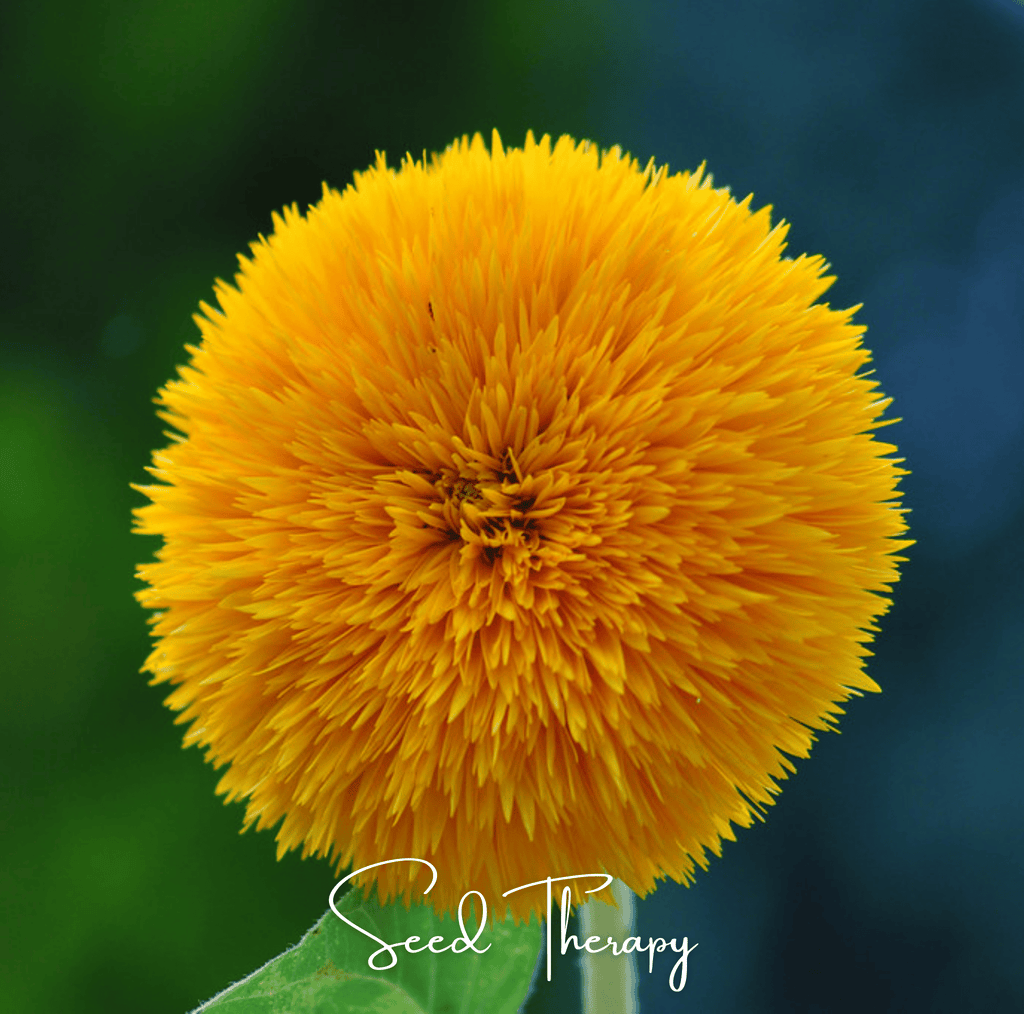 Giant Sungold Sunflower – 25 Seeds - Garden Gets