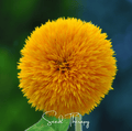 Giant Sungold Sunflower – 25 Seeds - Garden Gets