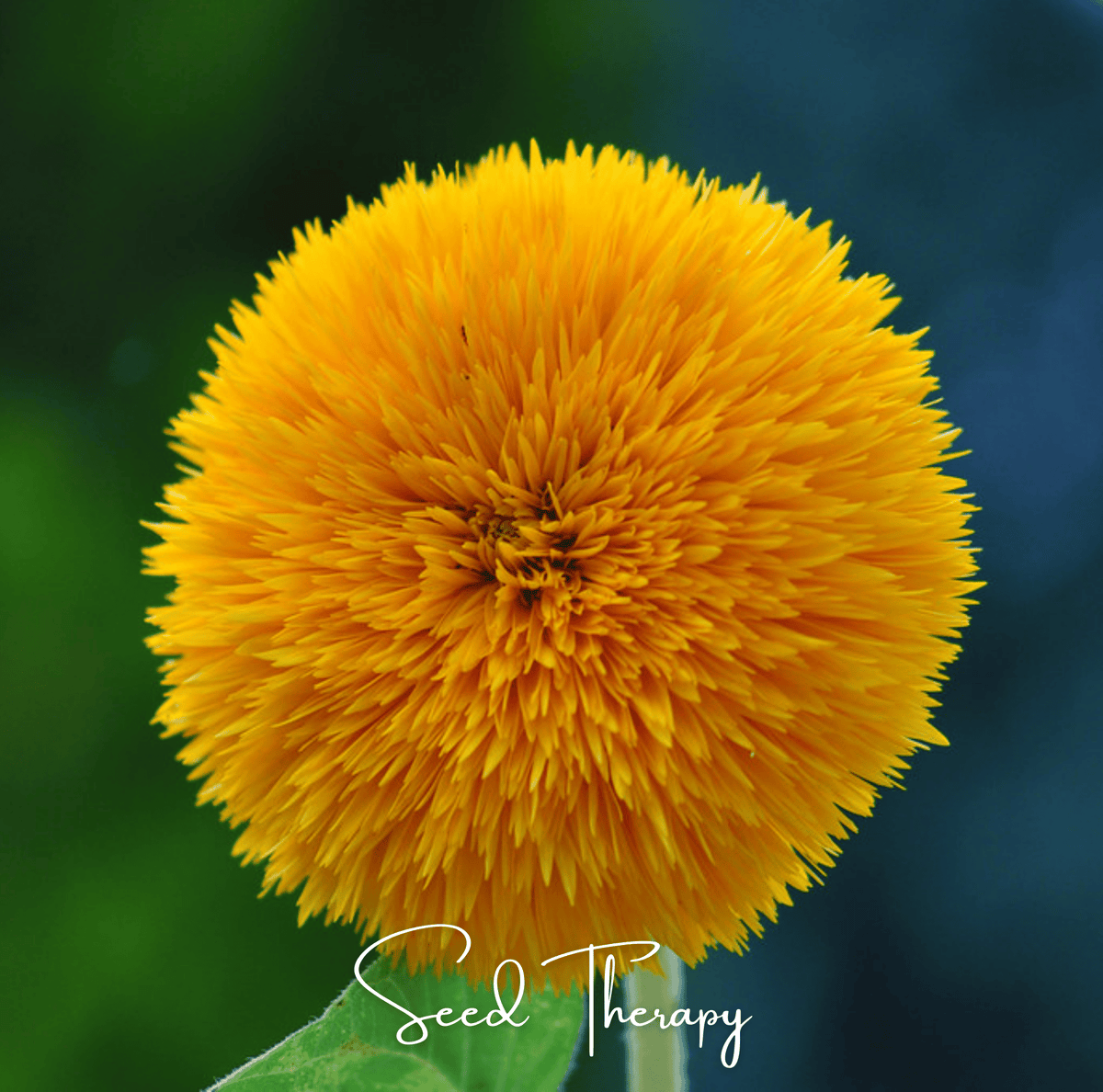 Giant Sungold Sunflower – 25 Seeds - Garden Gets
